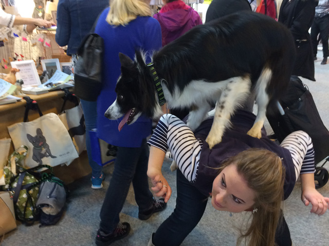 Shepp the collie visiting the Mon Petit Chien stand at Crufts