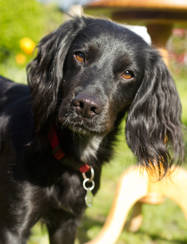 Noodle the working cocker spaniel