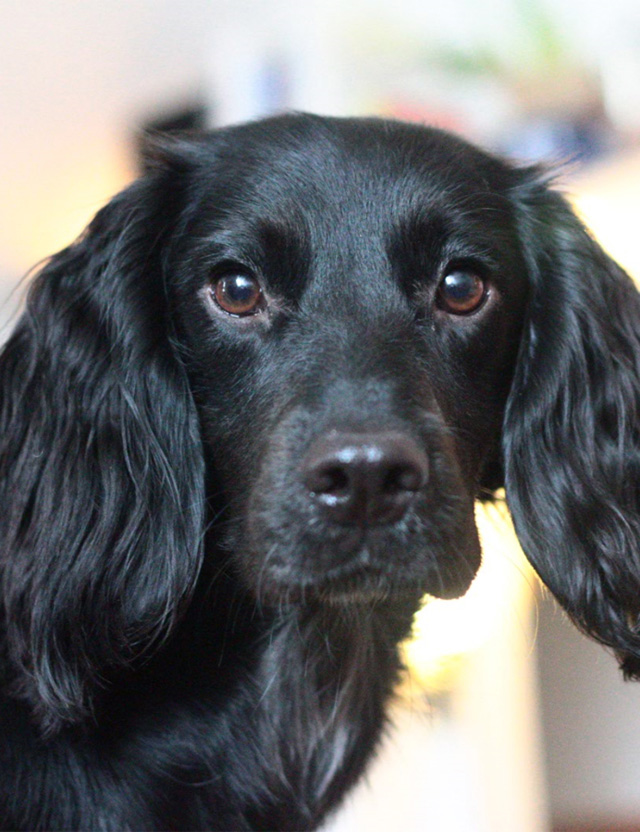 Noodle the sprocker spaniel