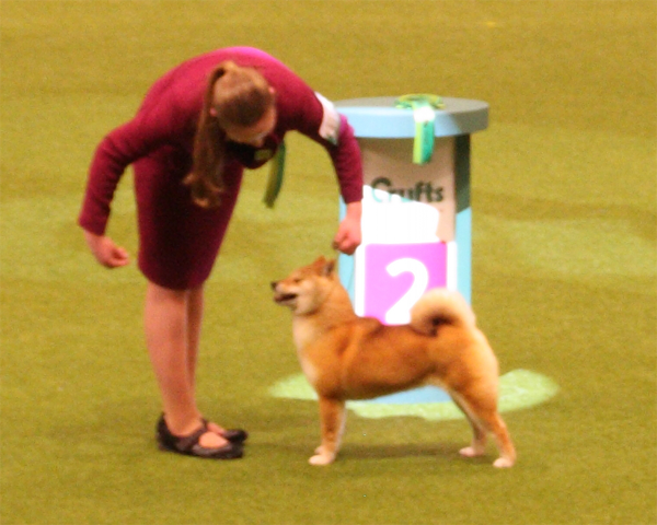 Winner of Crufts 2020 best in show was silvae