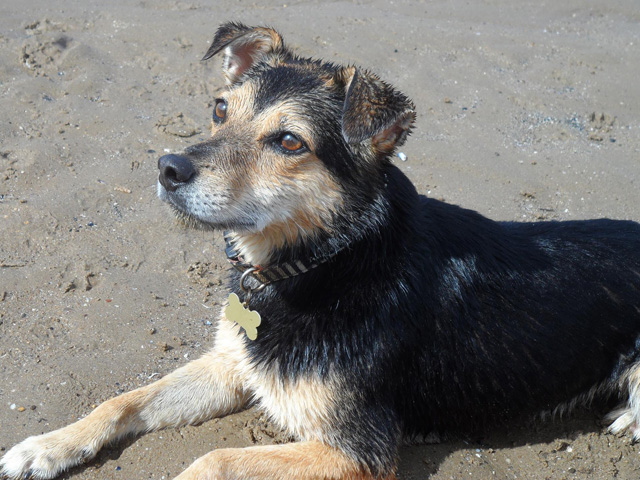 Fraser the crossbreed rescue terrier