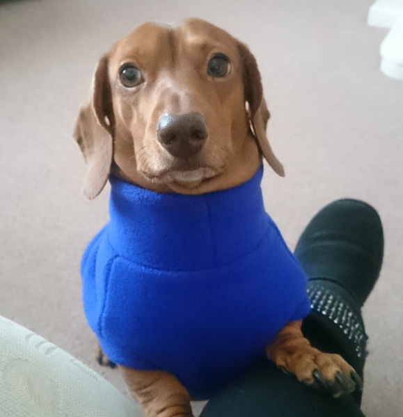 Joey the sausage dog