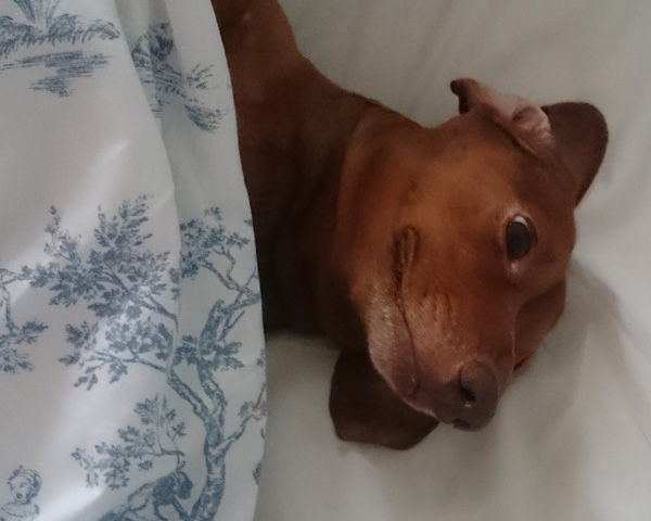 Dachshund Joey chilling in bed