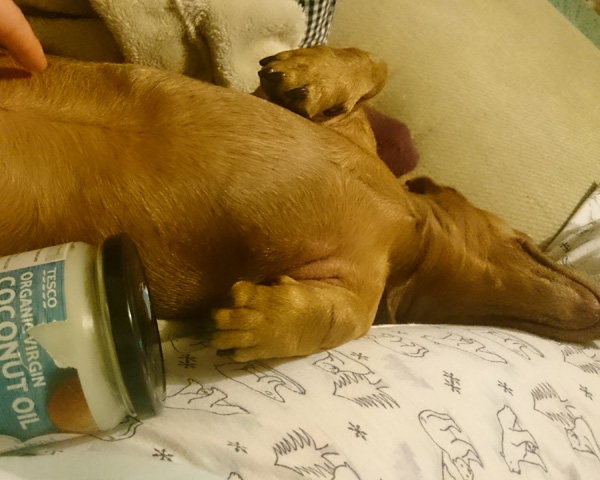 Dachshunds get massaged with coconut oil