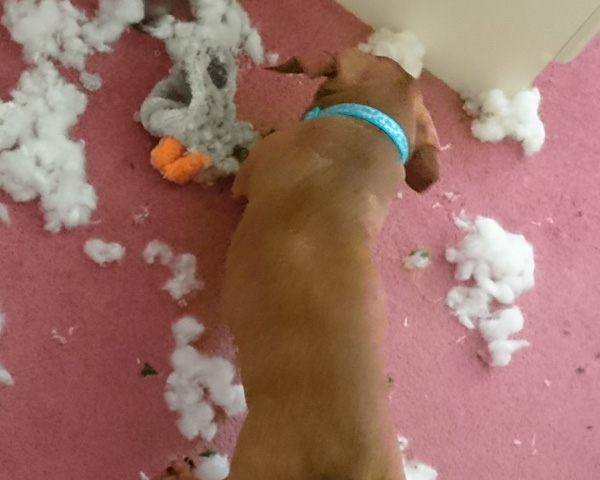 Dachshunds shred toys