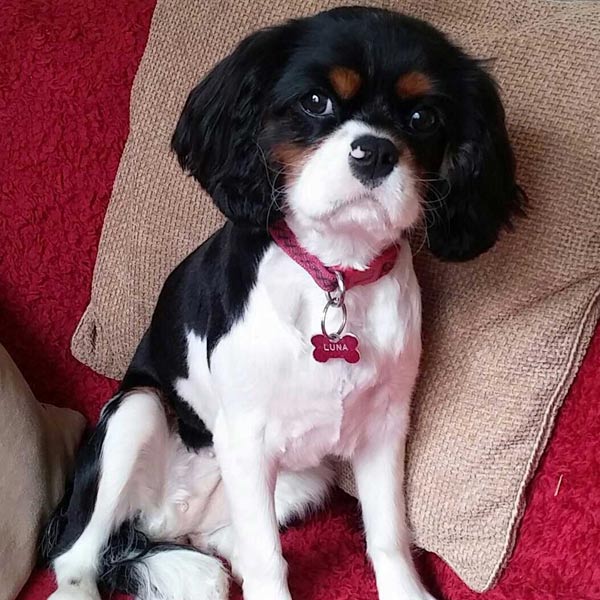 Luna the Cavalier King Charles Spaniel