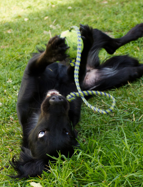 Noodle the spaniel