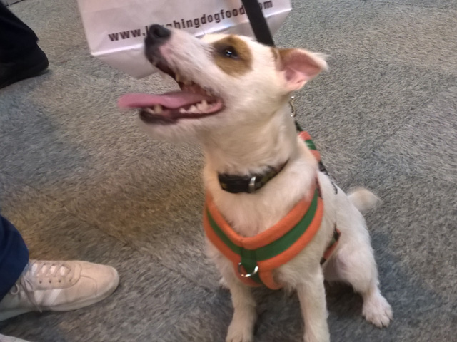 Oscar the Jack Russell visiting the Mon Petit Chien stand at Crufts