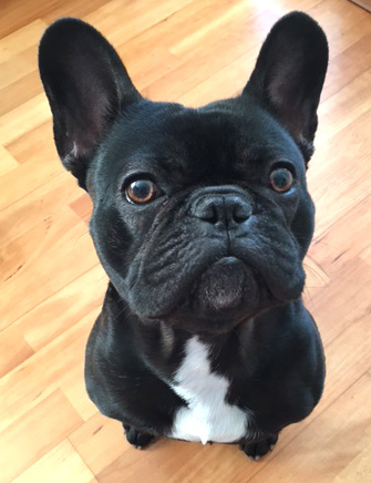 Walt the French Bulldog