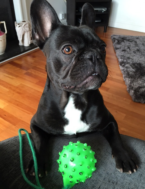 Walt the french bulldog with his ball