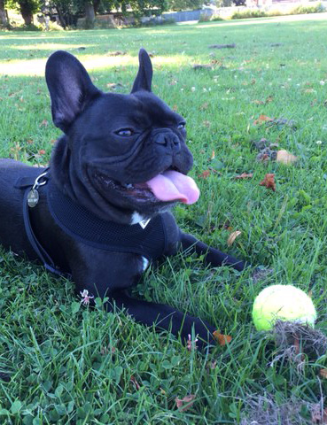 Walt the french bulldog with his ball