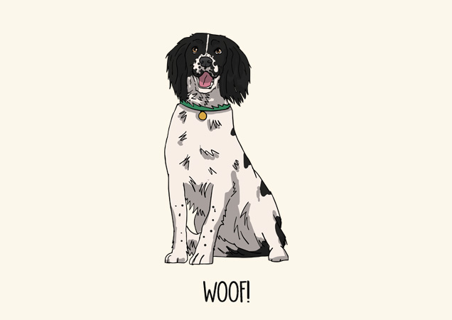 Woof! Springer Spaniel postcard by Mon Petit Chien